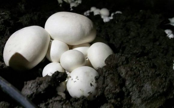  雙孢菇